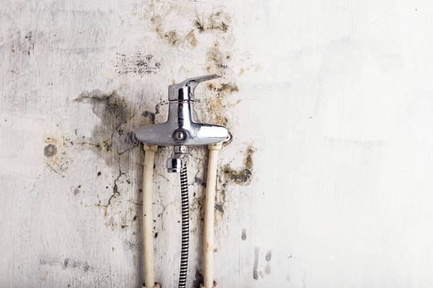  Red Bank, NJ Mold Removal Pros