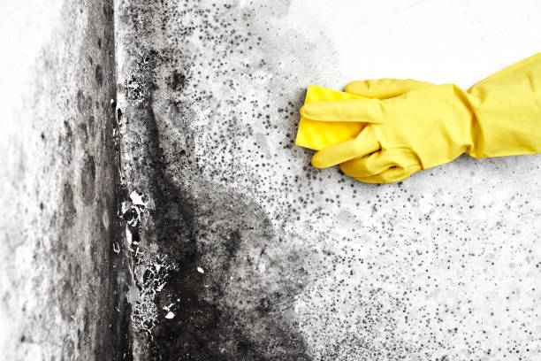 Best Attic Mold Removal  in Red Bank, NJ