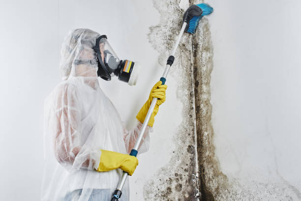 Best Mold Damage Repair  in Red Bank, NJ