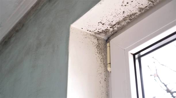 Mold Removal and Inspection in Red Bank, NJ