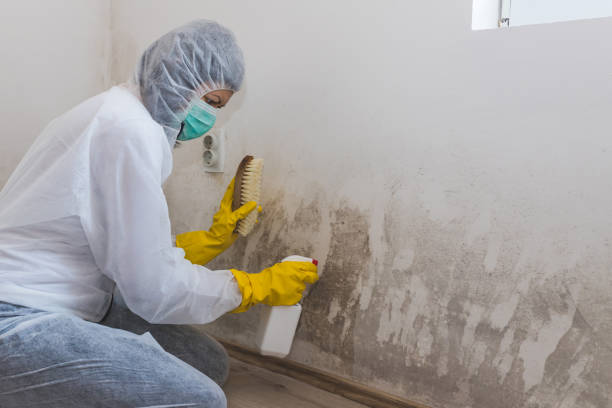 Best Residential Mold Removal  in Red Bank, NJ