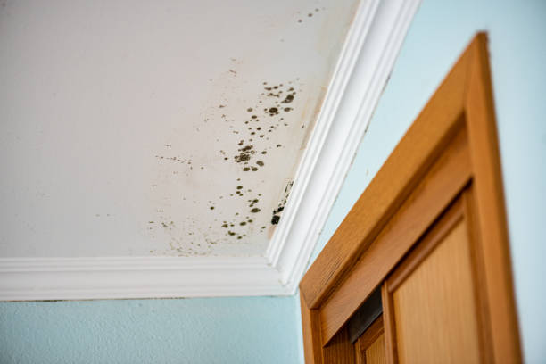 Best Mold Cleaning Services  in Red Bank, NJ