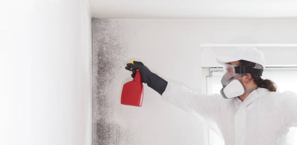 Best Professional Mold Removal  in Red Bank, NJ