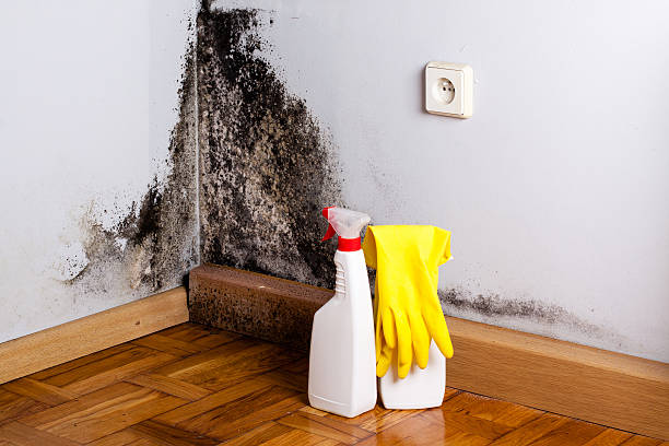 Best Toxic Mold Removal  in Red Bank, NJ