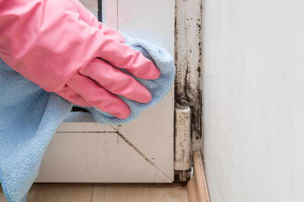 Best Commercial Mold Removal  in Red Bank, NJ