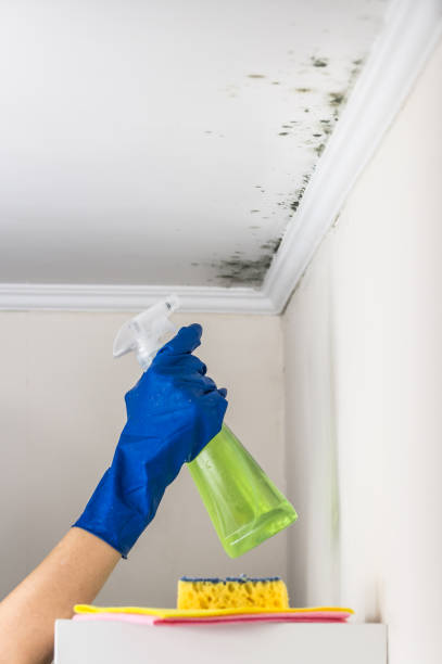 Best Mold Removal Company Near Me  in Red Bank, NJ