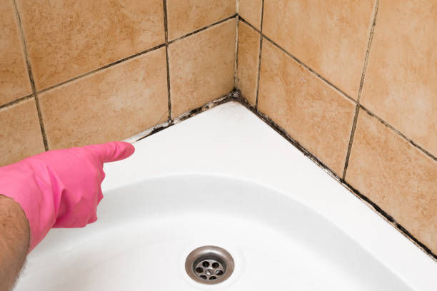 Best Local Mold Removal Service  in Red Bank, NJ